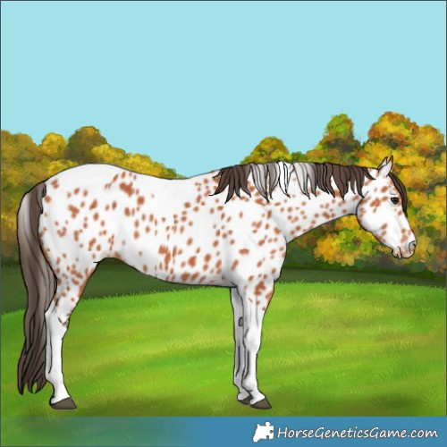 Horse Color:Bay Tobiano Near Leopard