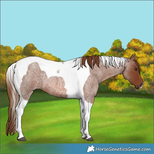 Horse Color:Red Roan Tobiano