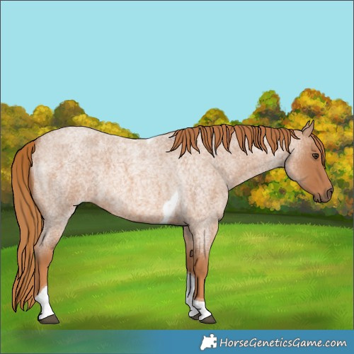 Horse Color:Red Roan Tobiano 