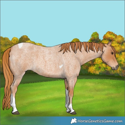 Horse Color:Red Roan Tobiano