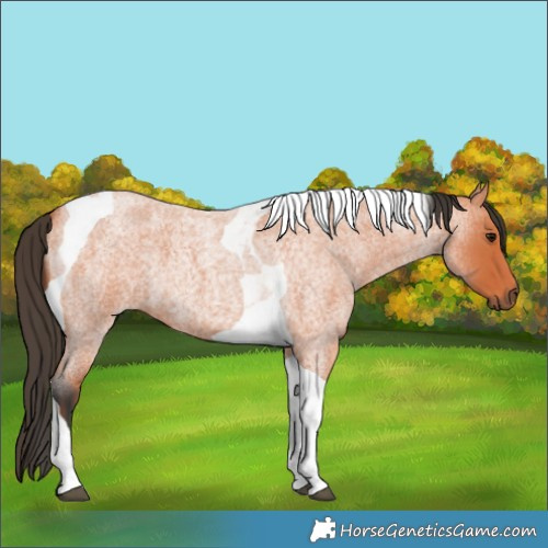 Horse Color:Bay Roan Tobiano 