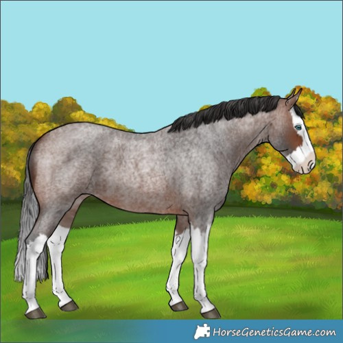 Horse Color:Brown Roan Splash 