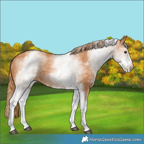 Horse Color:White Spotted Chestnut 