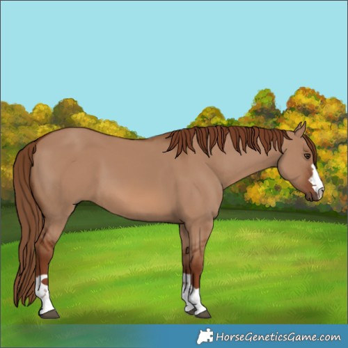 Horse Color:Red Dun 