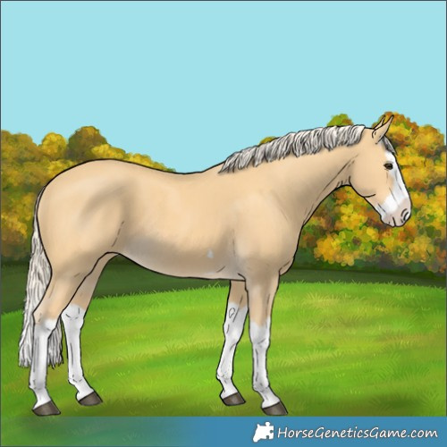 Horse Color:Palomino Splash 