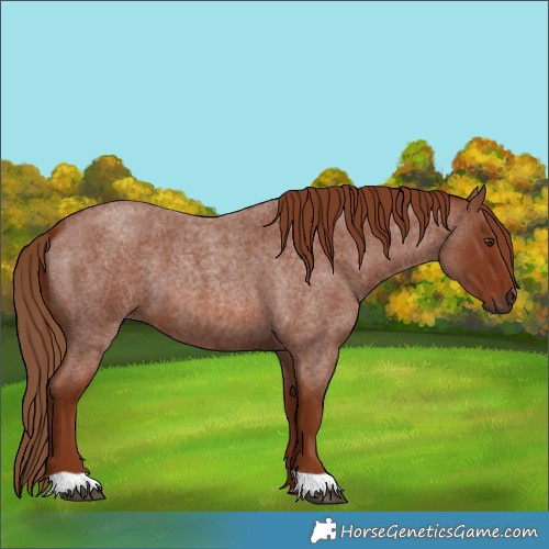 Horse Color:Red Roan 