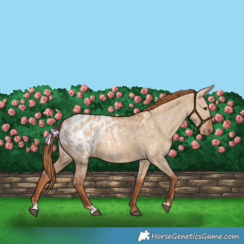 Horse Color:Red Dun Blanket  and Red Dun Blanket 