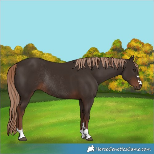Horse Color:Liver Chestnut Rabicano