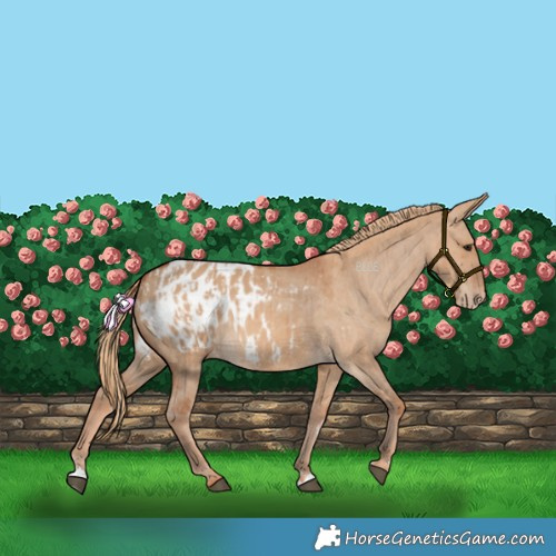 Horse Color:Red Dun Blanket and Red Dun Blanket