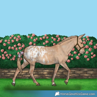 Horse Color:Red Dun Blanket  and Red Dun Blanket 