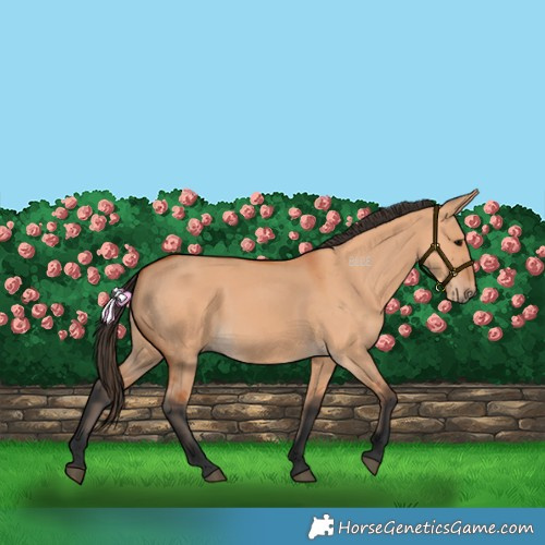 Horse Color:Bay Dun