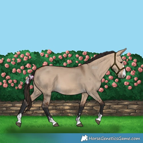 Horse Color:Bay Dun 