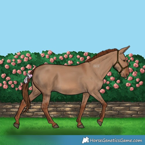 Horse Color:Red Dun 