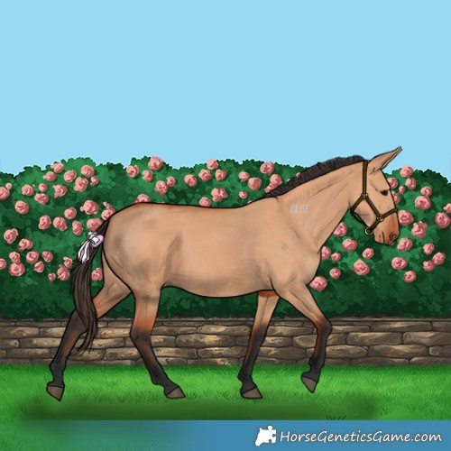 Horse Color:Bay Dun