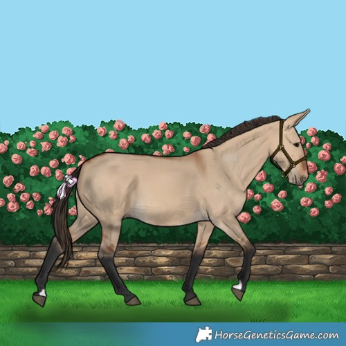 Horse Color:Bay Dun