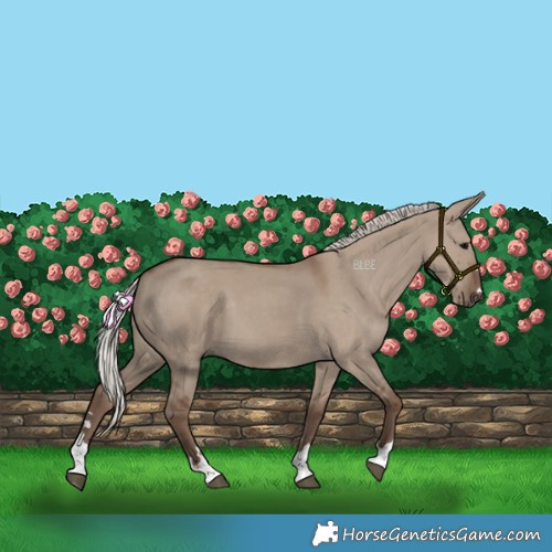Horse Color:Silver Grullo