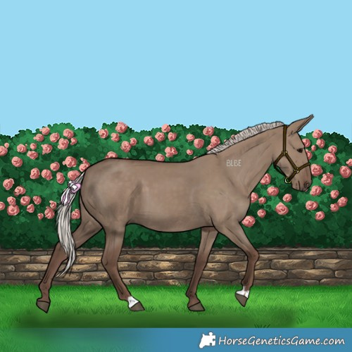 Horse Color:Silver Grullo 
