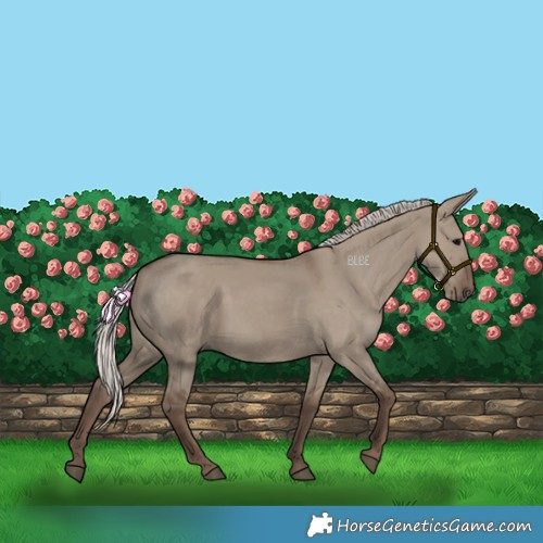Horse Color:Silver Grullo 