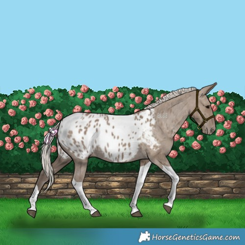 Horse Color:Silver Grullo Tobiano Blanket 