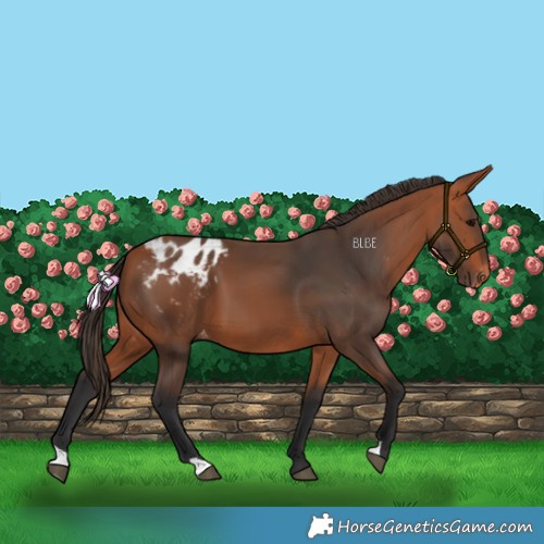 Horse Color:Bay Blanket 