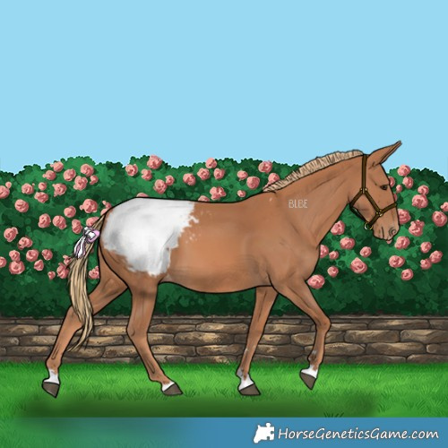 Horse Color:Chestnut Snowcap 