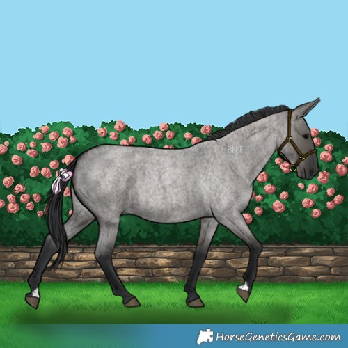 Horse Color:Grullo Roan 