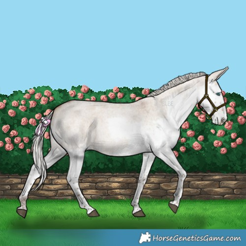 Horse Color:Silver Bay Roan Dun Splash 
