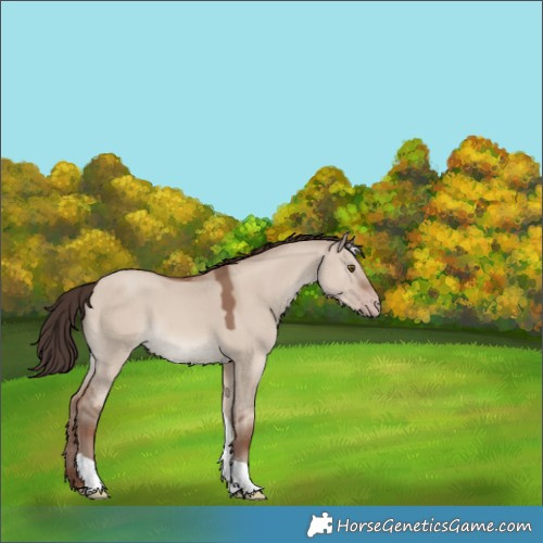 Horse Color:Classic Champagne Dun Tobiano