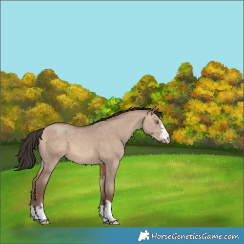 Horse Color:Sable Champagne Dun 