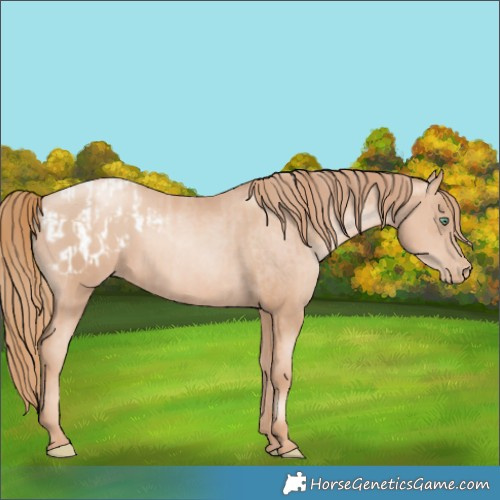 Horse Color:Gold Champagne Pearl Rabicano  and Gold Champagne Pearl Blanket Rabicano 