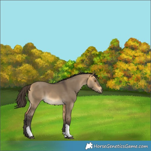 Horse Color:Buckskin Dun Tobiano Rabicano 