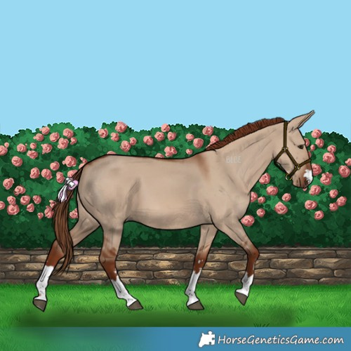 Horse Color:Red Dun 