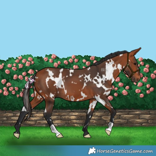 Horse Color:White Spotted Bay