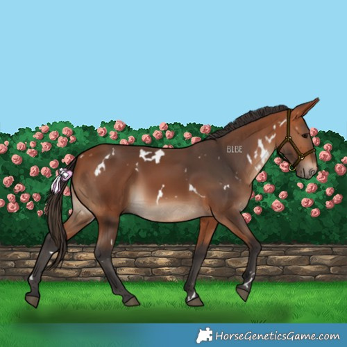 Horse Color:White Spotted Bay 