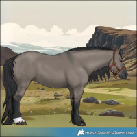 Horse Color:Grullo 