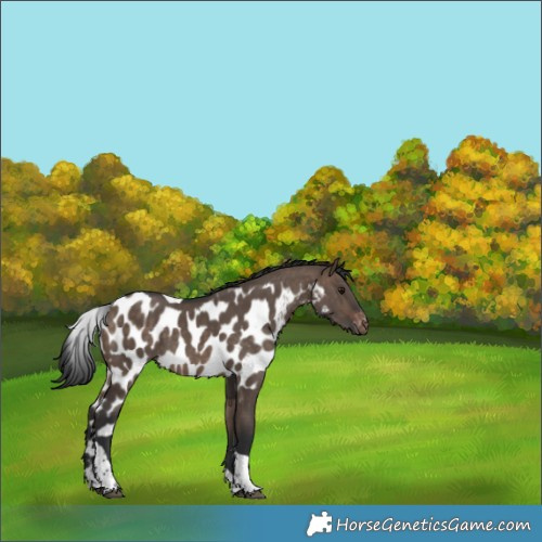 Horse Color:Brown Dun Tobiano Skewed LP Spotted Rabicano 