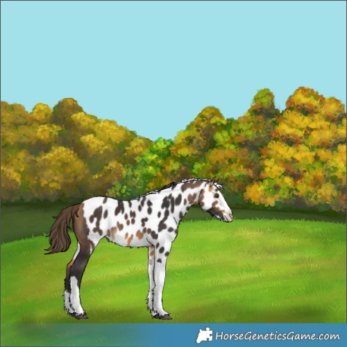 Horse Color:Buckskin Splash Tobiano Skewed LP Spotted Rabicano 