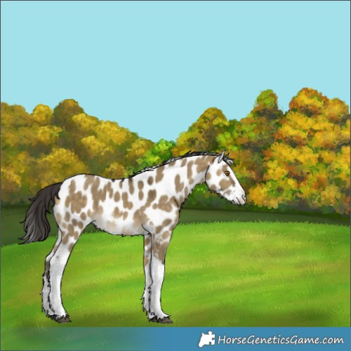 Horse Color:Buckskin Dun Splash Tobiano Skewed LP Spotted Rabicano