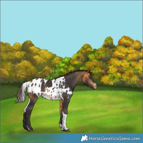 Horse Color:White Spotted Buckskin Tobiano Skewed LP Spotted Rabicano 