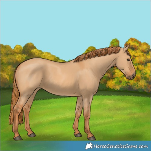 Horse Color:Red Dun 