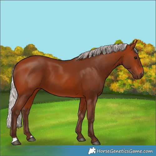 Horse Color:Silver Bay 
