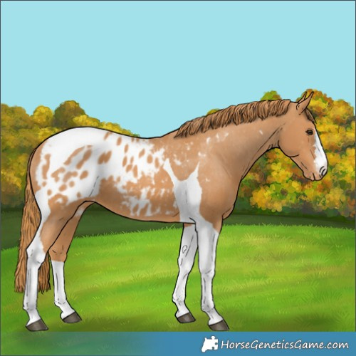 Horse Color:Chestnut Tobiano Blanket