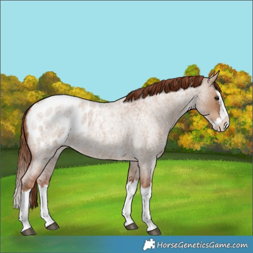 Horse Color:Red Dun Roan Splash Blanket