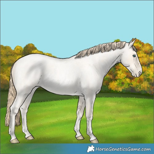Horse Color:Buckskin Roan Pearl  and Buckskin Roan Pearl Dun 