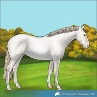 Horse Color:Buckskin Roan Pearl and Buckskin Roan Pearl Dun