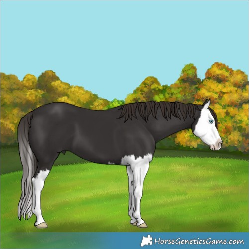 Horse Color:Liver Chestnut Splash 