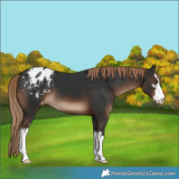 Horse Color:White Spotted Liver Chestnut Blanket 