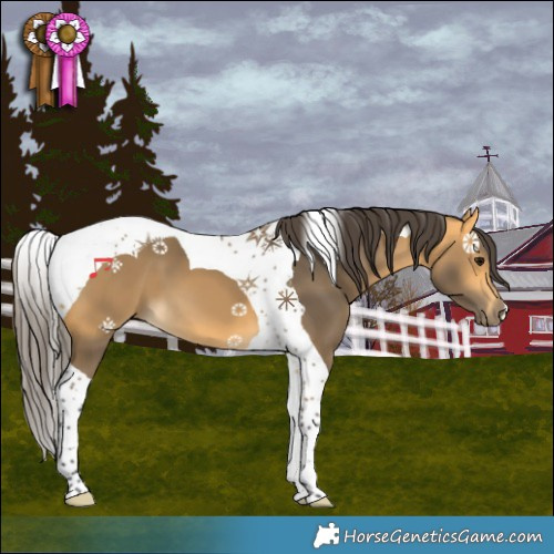 Horse Color:Buckskin Tobiano