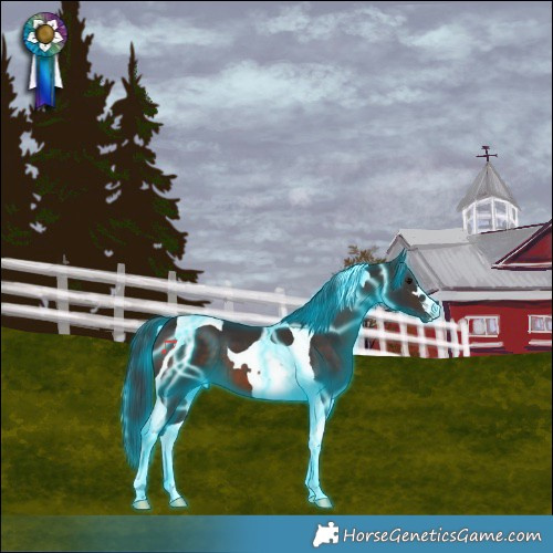 Horse Color:Thunderstruck Brown Tobiano Appaloosa