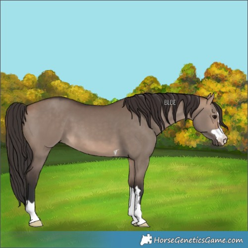 Horse Color:Bay Dun